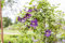 Clematis viticella 'Minuet' 60-100 cm - Italienische Waldrebe, purpurrote Blüten, Blütezeit Juni-September, ideal für Rankgerüste, pflegeleicht und winterhart