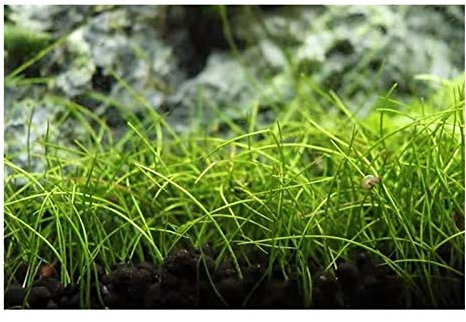 Pz - 30x Eleocharis Acicularis Mini Gronda Ago Acquario Piante - Semi A62 - Seeds & Plants Shop by Ipsa