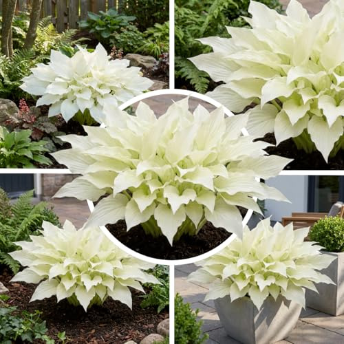 FLORIUM - Hosta White Feather, 3 plantas perennes de hosta. Plantas Funkia resistentes a raíz desnuda de Holanda (sin semillas, bulbos, no artificial). Perfectas como cobertura de sombra