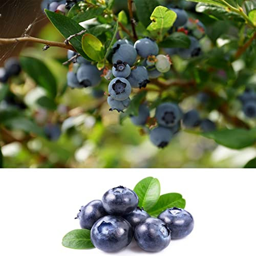 Blueberry Bush 'Powder Blue' Plant in 9cm Pots - Reliable and Heavy Cropping - Vaccinium Plants (Regular Packaging)