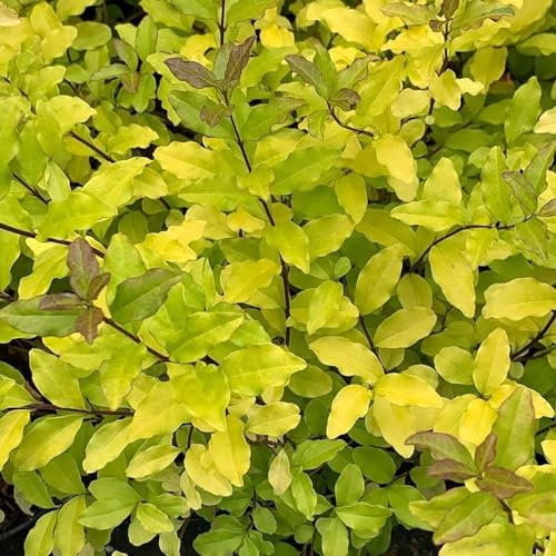 Plant Theory Lemon and Lime Privet Ligustrum Ovalifolium Shrub Plant 2L Pot