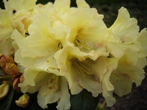 Rhododendron Hybride Buffalo - Syn. Golden Queen - Großblumige Alpenrose - 30-40 cm