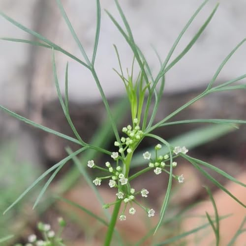 cerfoglio giardino di aromatiche tappezzanti balcone Coltivare invernali invernali, aromatiche sostenibili semi di per balcone medicinali 250semi
