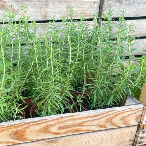 semi di rosmarino biologici - decorazione del giardino balcone 150pcs