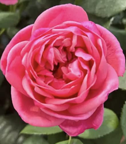 'Special Anniversary' Potted Rose -Deeply Scented Rich Fuchsia Blooms - Lovely Gift Idea - Hybrid Tea Rose - 4 Litre Pot