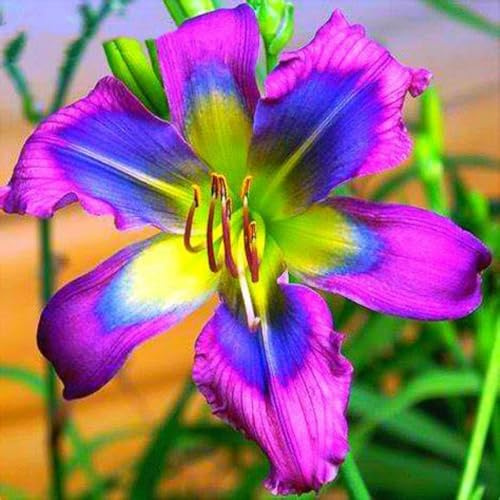 Rizomas de hemerocallis Los pétalos vienen en una variedad de colores - Ideales para arreglos de jardín- (NVNJHJN).-4 Rizomas-D