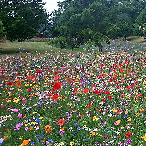 Mix 3 100g 100% Wild Flower Seed Mix Annual Perennial Ornamental Meadow Genuine UK Seed Plants Attracts Bees & Butterfly Pure Wildflower Seeds