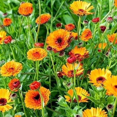 Pot Marigold Indian Prince - 1g of Seeds + Freebie + Plant Tag - Calendula officinalis