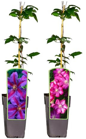 2er Sortiment | Clematis | Rouge Cardinal, Mrs. Nelly Thompson | Waldrebe | dunkelrot violett | mehrjährig | winterhart | 30-50cm | Kletterpflanze | Gartenpflanze | Blühend | Klematis | topfgewachsen