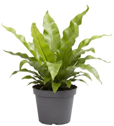 DECOALIVE - Asplenium Nidus Crispy Wave Asplenio Helecho Compacto para Hogar Maceta de 12 cm de Diámetro y 20 cm de Altura