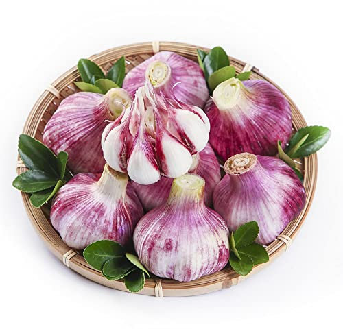 knoblauch pflanzen winterhart, pflanzknoblauch, Steckknoblauch wintergemüse saatgut blumen geschenk, gemüsesamen alte sorten blumenzwiebeln, flanzen exotische pflanzen winterhart - 5 Stück (Rot)