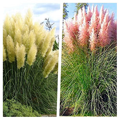 Stauden Gänge 2 x Cortaderia selloana im 1 Liter Topf (Ziergras/Gräser/Winterhart/Mehrjährig/Immergrün) Weißes und Rosa Pampasgras - Strahlendes Weiß und sanftes Rosé im perfekten Duo