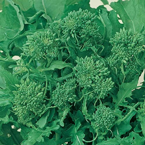 1000 Early Fall Rapini Broccoli Heirloom Seeds - Non-GMO - Always Fresh Seeds!