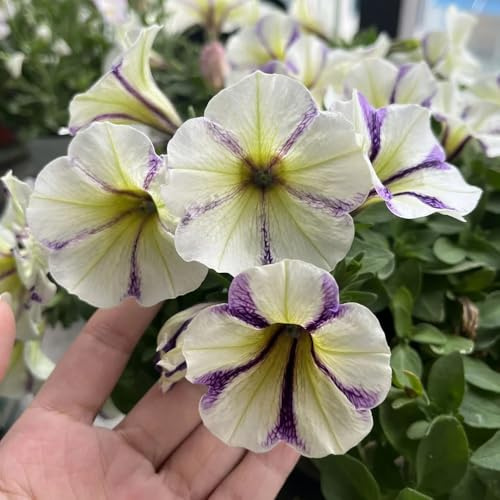 semi di petunia perenni, giardino antiche varietà esotiche, resistenti 100pcs
