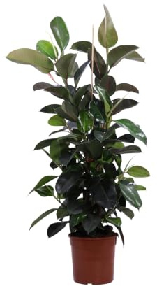 Pianta di Ficus Elastica Robusta o Fico del Caucciù diverse grandezze pianta ornamentale da arredo interno con foglie lucide pianta vera venduta da eGarden.store (Vaso 30 cm)
