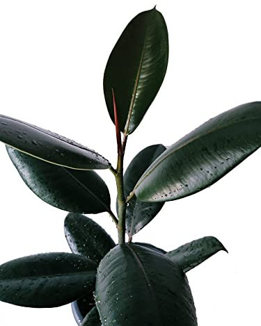 Ficus Abidjan (Ficus Elastica) Natural Árbol Tolerante a Altas Temperaturas