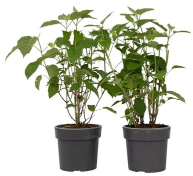 Plant in a Box - Hydrangea Strong Annabelle - Set de 2 - Hortensia - Arbuste Caduc Fort et Résistant à l'Hiver - Pot 19cm - Hauteur 30-40cm