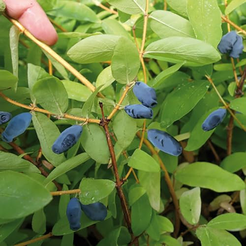 YouGarden Honeyberry 'Altaj' Plant in 1.7 Litre Pot, Lonicera kamschatiana, Edible Fruit, Plants for Gardens, Grow Your Own Fruit at Home in Your Garden