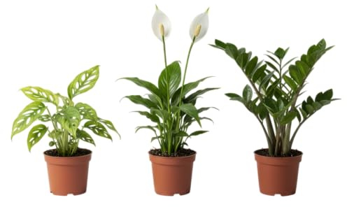 Pack DECOALIVE Trío de Plantas Naturales|Monstera Adansonii, Espatifilo y Zamioculcas para un Hogar Verde y Armonioso