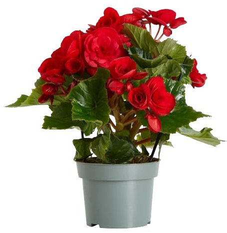 Begonia Natural Planta con Flor para Alegrar tu Espacio Interior