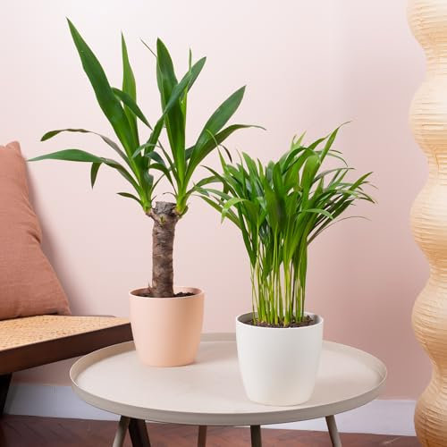 2 x Indoor House Plant Bundle - Pair of Spineless Yucca and Areca Palm Natural Indoor Plant Mix - Yucca Elephantipes and Areca Palm Lutescens Large Real Houseplants in 12cm Pots