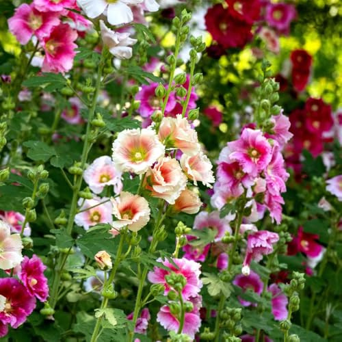 semillas de malva real - cortadas Decoraciones jardín exteriores interior trepadoras jardín en el balcón con, 350pcs