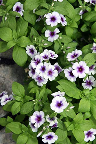 25 semi di Phlox 21 ° secolo Blue Star Phlox drummondii molto appariscente