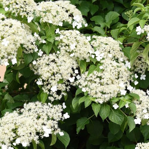 YouGarden Climbing Hydrangea, Set of Three Established Plants in 7cm Pots, Hydrangea anomala Petiolaris, Ready to Plant, Grow Against Garden Fences, Pergolas, Trellis, or Borders