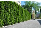 20st. Thuja Smaragd 30-50cm ohne Topf gemessen Heckenpflanzen Lebensbaum Immergrüne Heckenpflanze Ganzjährig pflanzbare Topfpflanzen