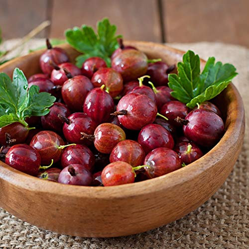 Gooseberry 'Hinnonmaki Red' Ribes uva-crispa Hardy Fruit Shrub Garden Plants Easy to Grow Your Own Fruit Plant at Home 1 x 9cm Pot by Thompson and Morgan