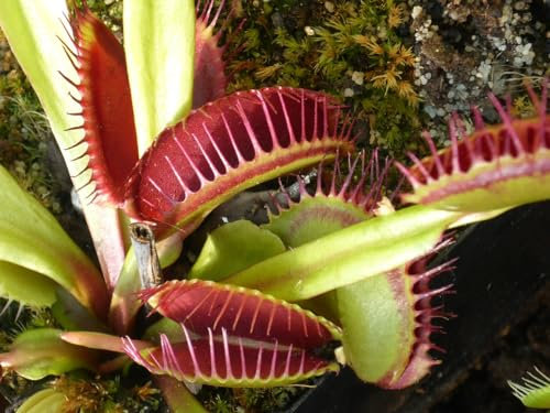 SMB SEEDS Explorez la Magie de la Dionaea muscipula : Une Plante Carnivore Qui Ajoute une Touche de Mystère et d'Élégance à Votre Espace