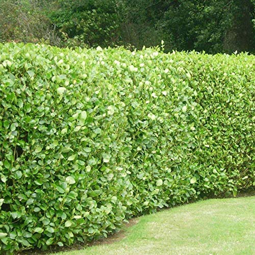 5 Griselinia Littoralis Hedging Evergreen Plants Fast Growing Shrubs 35-50cm Potted Sunnyside Nurseries