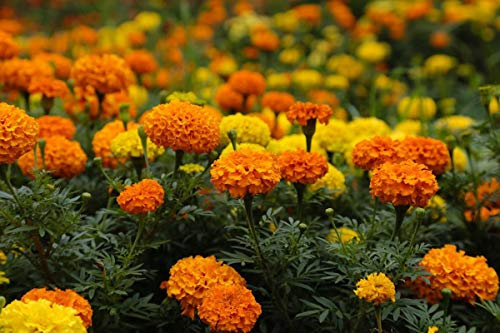 Calendula messicana - mix di varieta inodore - semi