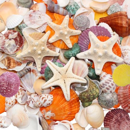 VBNZBK Deko Muscheln und Seesterne, 3-7 cm 520 g Seesterne Strandmuscheln Muscheln Basteln Groß für Vase Füllstoffe, Strand Thema Party Hochzeit Dekor, DIY Kunsthandwerk, Fisch Panzer