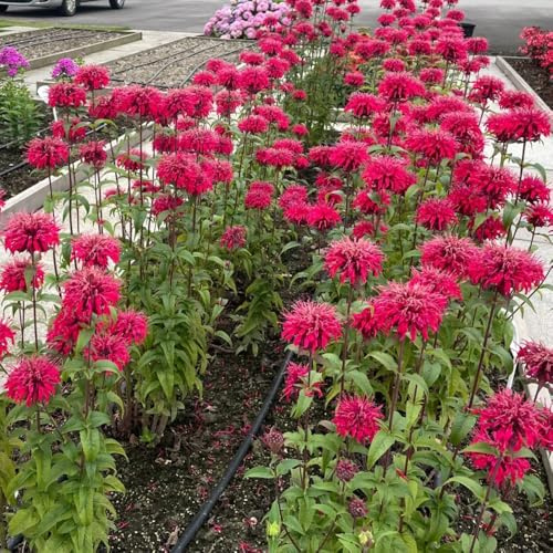 Semi di melissa, ortica indiana, da giardino biologiche da appartamento esotiche giardino serra balcone rialzato 100pcs