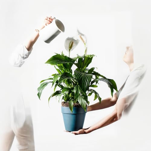 Spathiphyllum Peace Lily 'Alana' - Large Plant Around 40-50cm - Healthy House Plant