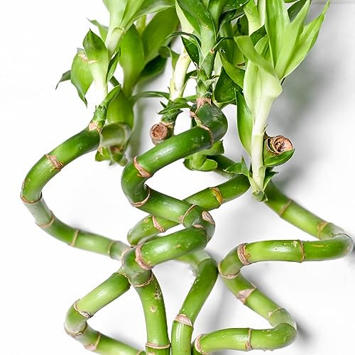Set de Cuatro Lucky Bamboo o Bambú de la Suerte Naturales
