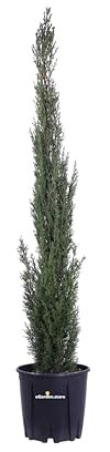 Pianta di Cupressus Sempervirens Totem Pianta di Cipresso Totem pianta da esterno Cipresso piramide pianta vera Cipresso ornamentale pianta conifera venduta da eGarden.store (Vaso 24 cm)