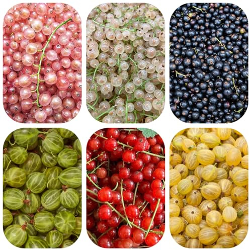 semillas resistentes de grosella - para el jardín perennes fresca 250pcs