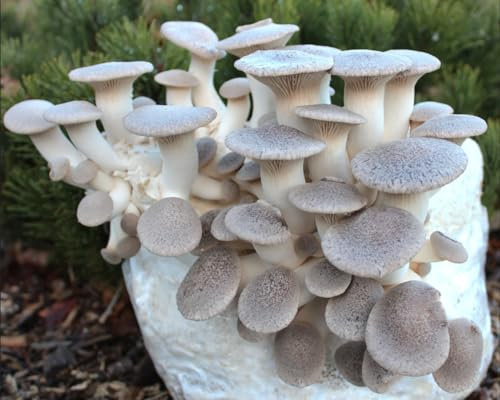 Bio Kräuterseitling Pilzzuchtkultur XXL - Pilze selber züchten