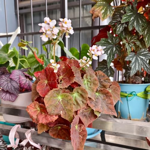 begoniensamen - hochbeet balkon, exotische garten winterhart 30pcs