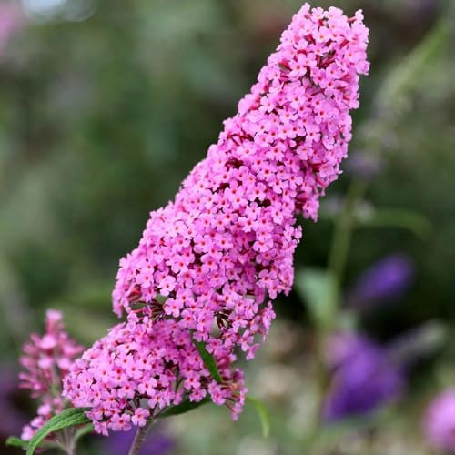 Plant Theory Pink Delight Butterfly Bush Buddleja Shrub Plant 2L Pot