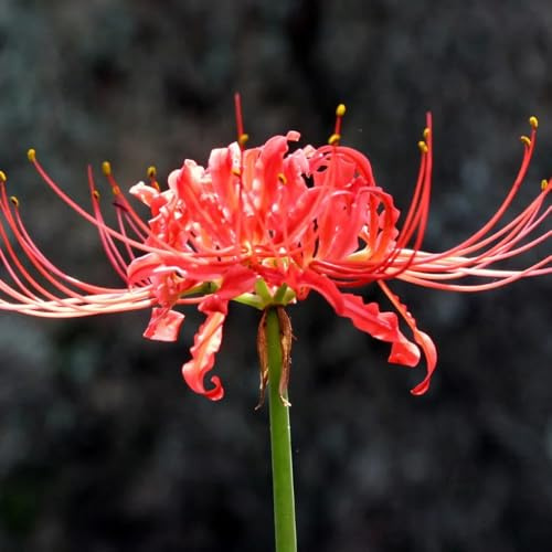 bulbi di giglio ragno - lycoris radiata - autunnali, primaverili rossa trice, primaverili resistenti 6pcs