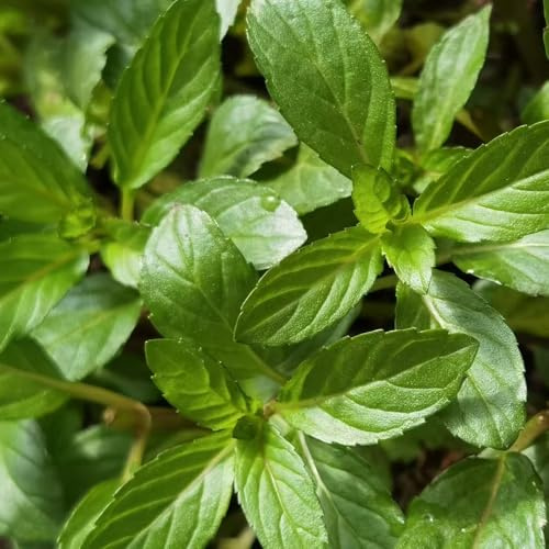 semi di menta piperita, in aiuole rialzate raro copertura del terreno giardino resistenti al freddo 300pcs