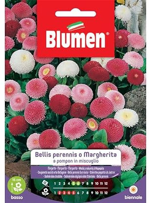 BLUMEN Bustina Con Semi Di Bellis Perennis O Margherita A Pompon