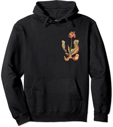 Plante carnivore, pichet trompette plante, Sarracenia Sweat à Capuche