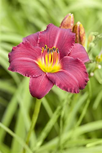 Hemerocallis x cult. 'Pardon Me' ca. 11x11 cm Topf - Taglilie, rubinrote Blüten, Blütezeit Juli-August, ideal für Rabatten, pflegeleicht und winterhart