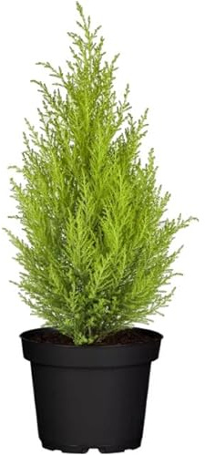 Goldcrest Árbol Natural Resistente para Jardines - Cupressus Macrocarpa -