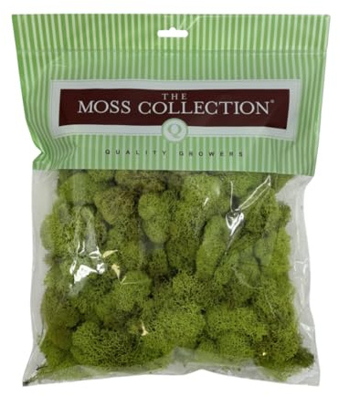 Quality Growers - Preserved Reindeer Moss - Moss for Crafts, Home Decor, Art, Design & DIY Projects - Non-Toxic - USA Made (Chartreuse, Medium)