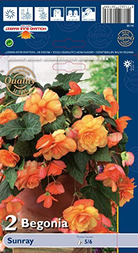 Begonienzwiebeln : Begonia - Begonie  Sunray  1 Blumenzwiebel/Knolle